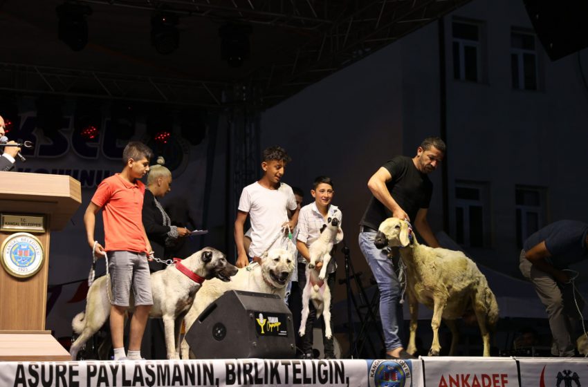  16. yapılan Kangal Köpeği ve Kangal Koyunu Türkü Festivali sona erdi