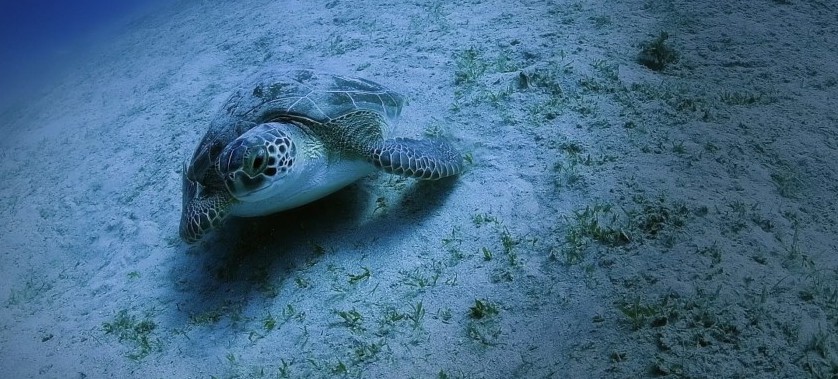  Caretta Carettaların yuva sayısı 2 bin 551’e ulaştı