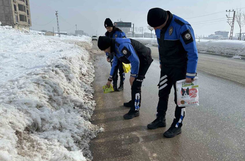  Hayvanlar İçin Doğaya Yem Bırakıldı