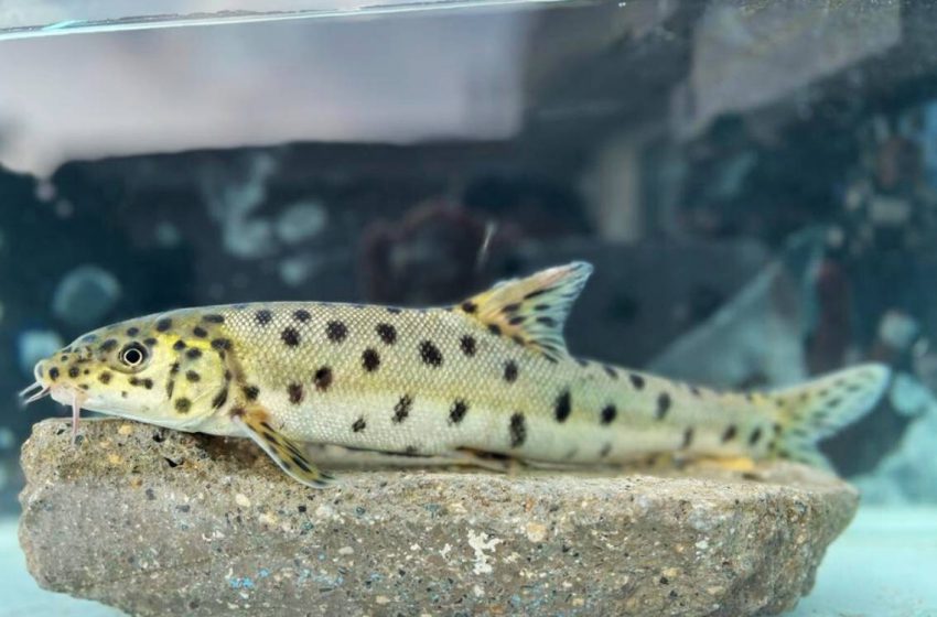  Türkiye sularında leopar sazanı tespit edildi