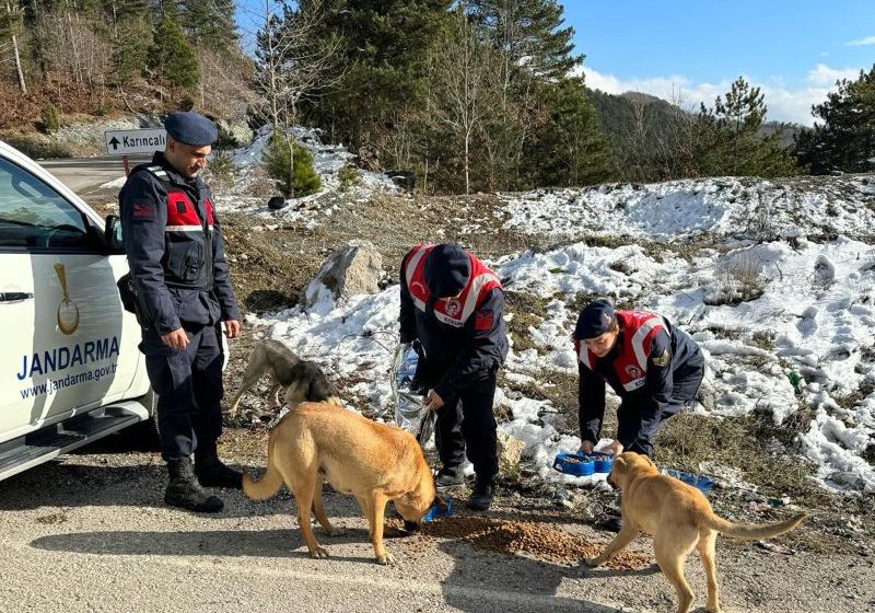  Jandarma, Zorlu Kış Şartlarında Sokak Hayvanlarını Unutmadı