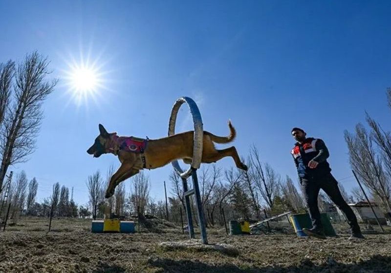  Uyuşturucuyla Mücadelede Jandarmanın En Büyük Yardımcısı Dedektör Köpekler
