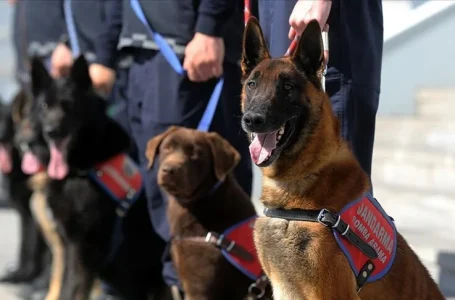Özel Eğitimli Dedektör Köpekler Operasyonlarda Jandarmanın Gücüne Güç Katıyor