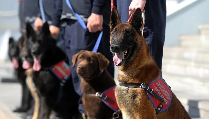  Özel Eğitimli Dedektör Köpekler Operasyonlarda Jandarmanın Gücüne Güç Katıyor