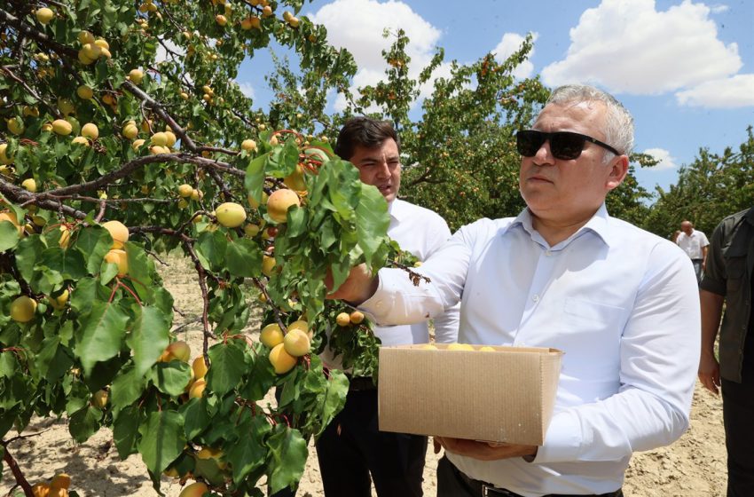  Türkiye’de kayısı üretiminde 10’uncu sırada yer alan Sivas’ta kayısı hasadı başladı