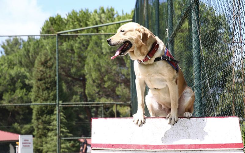  Jandarmanın Dedektör Köpekleri Eğitimlerle Göreve Hazırlanıyor