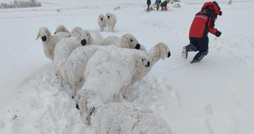  Karda mahsur kalan onlarca koyun telef oldu