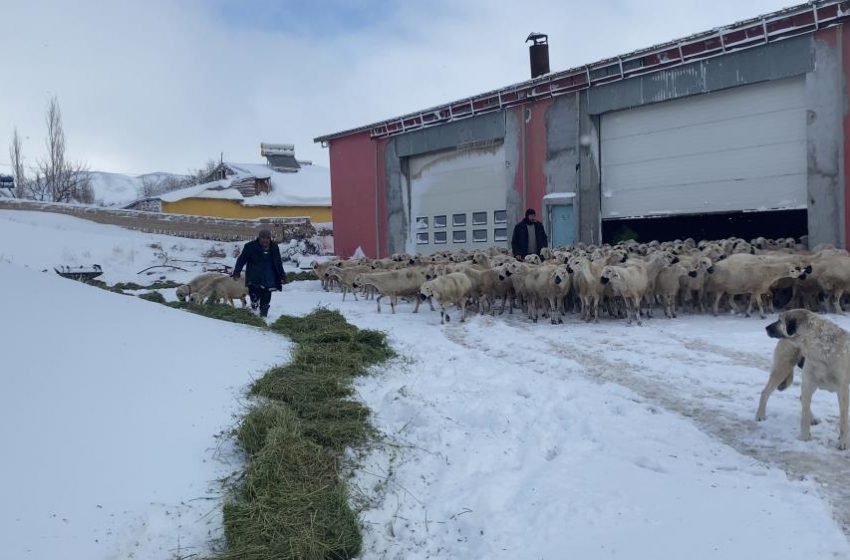  Mahsur kalan koyunlara ve çobanlara başkan sahip çıktı