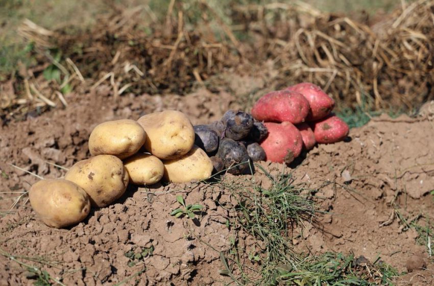  Sivas’ta renkli hasat başladı