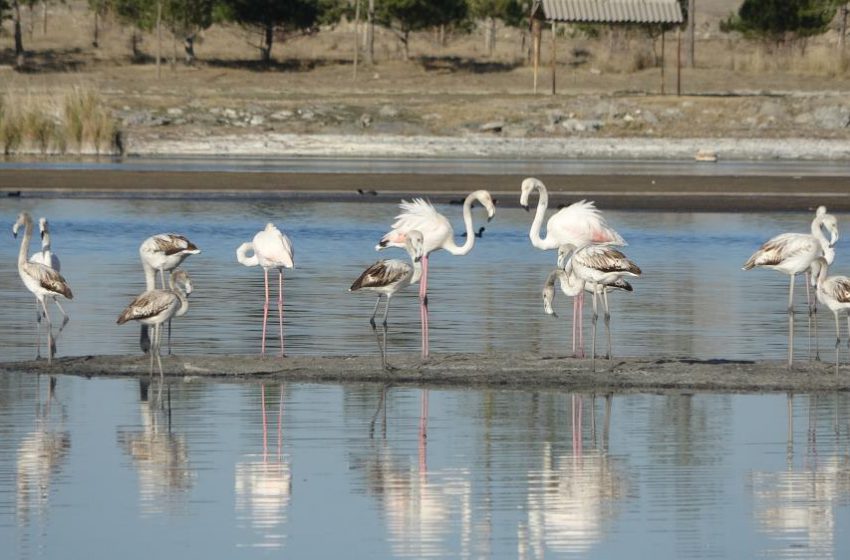  Ulaş Gölü’nde flamingo sürprizi, kuraklıkla boğuşan göl renklendi