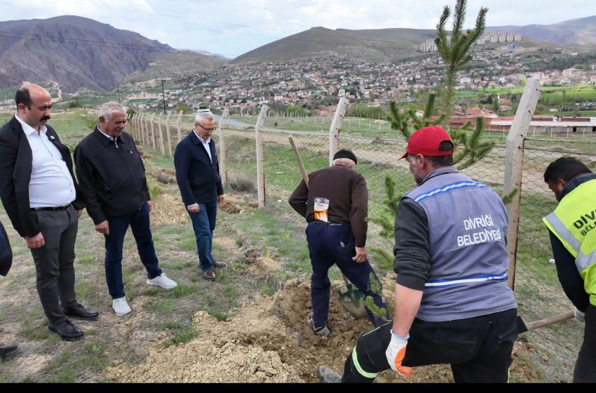 Divriği’de Mezarlıklar Yeşilleniyor: 400 Sarı Çam Fidanı Toprakla Buluştu