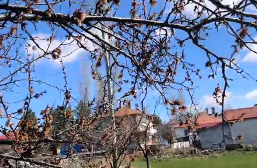  Nisan ayazı kayısıyı etkiledi