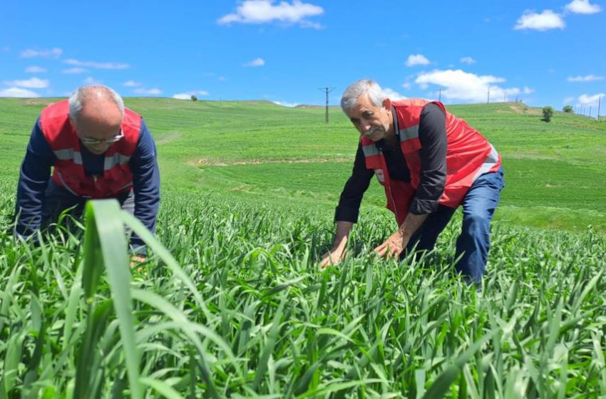  İl Tarım ve Orman Müdürlüğü uyardı: ‘Hububatta pas hastalığına dikkat’