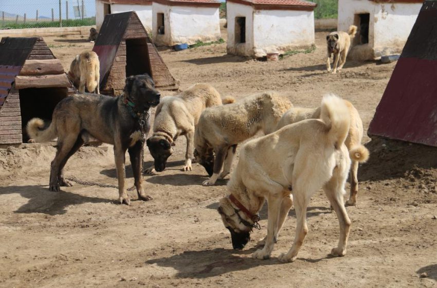  Kurt popülasyonundaki artış Kangal köpeğine talebi arttırdı