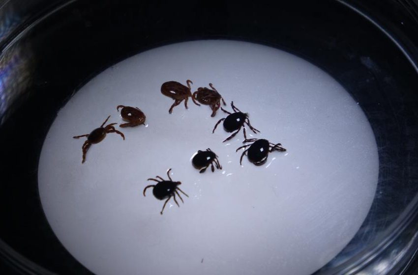  Sivas’ta 8 kişiye KKKA tanısı konuldu, 1 kişi hayatını kaybetti