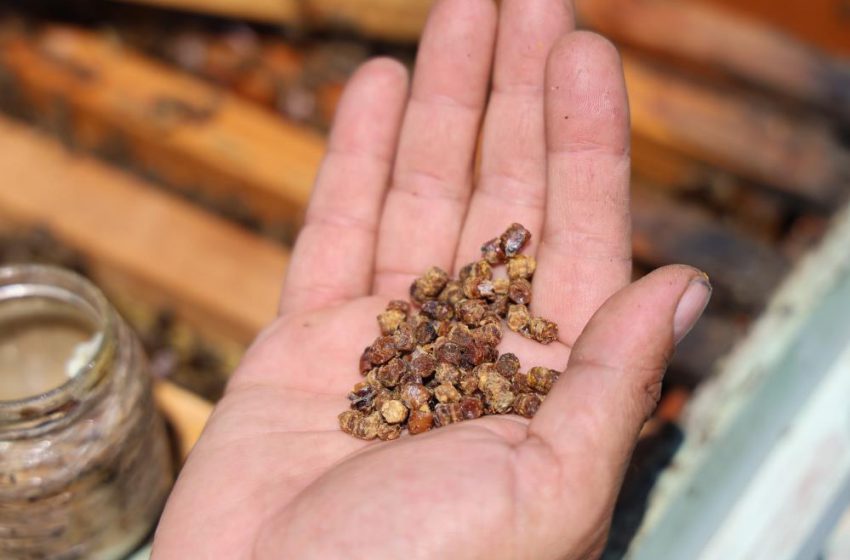  Geçmişte çöpe gidiyordu, şimdi kilosu 3 bin TL’den satılıyor