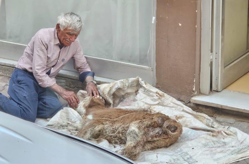  Hasta Buzağısına Bebek Gibi Sarıldı, Başucunda Gözyaşı Döktü
