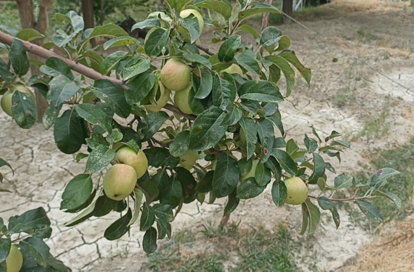  Sonbaharda çiçek açan ağaç görenleri hayrete düşürdü