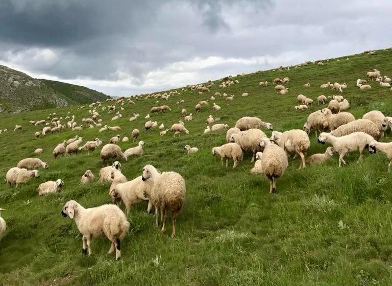  TÜBİTAK Destekli Proje Kangal Koyunlarının Sağlığına Işık Tutacak