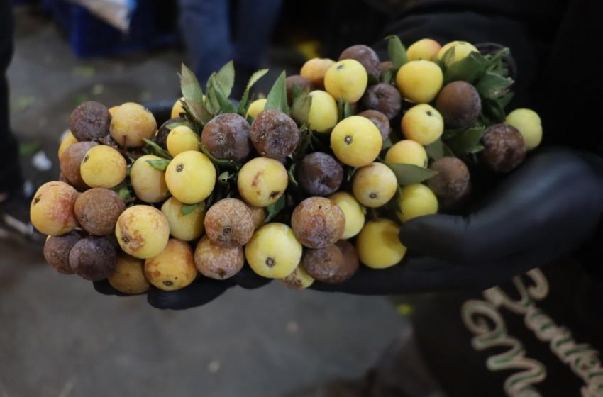  2 yılda bir yetişiyor, olgunlaşınca değil çürüyünce tüketiliyor