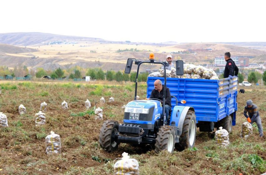  ‘Akademik’ patateslerin hasadı başladı