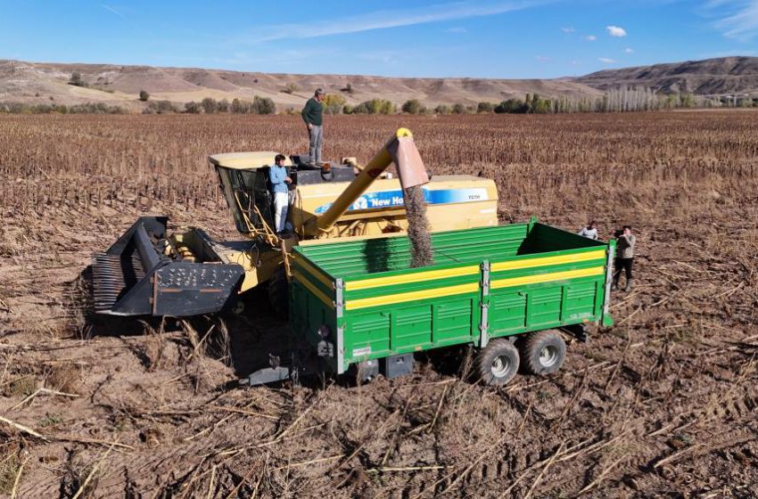 Boynunu eğen günebakanlar, üreticinin yüzünü güldürdü