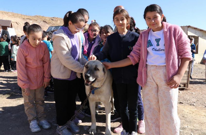  Sivas’ta öğrenciler, Anadolu’nun aslanı kangallarla buluştu
