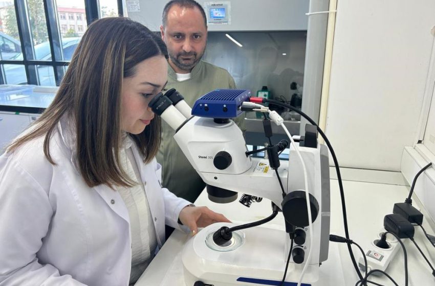  Sivas’ta yerli zeron buğdayından organik bulgur üretildi