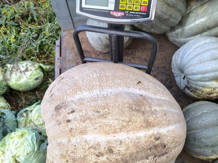  Ata tohumu 51 kiloluk dev kabak ilgi odağı oldu