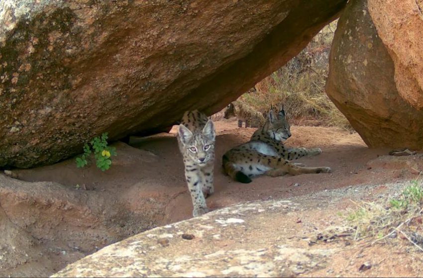  Ormanın hayaletleri ailece görüntülendi