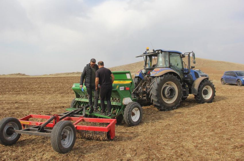  Sivas’ta 5 farklı ekmeklik buğday, pilot bölgede toprakla buluşturuldu