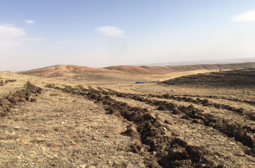  Sivas’ta meralar on binlerce tuz çalısı ile yeşerecek