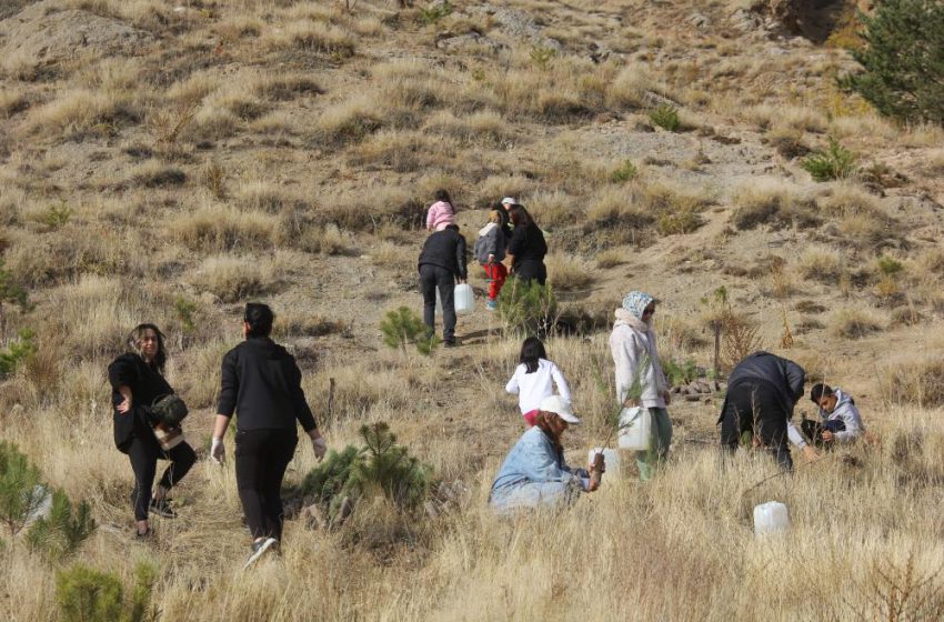  Sivas’ta üniversite öğrencileri 7 günde 30 bin fidan dikti