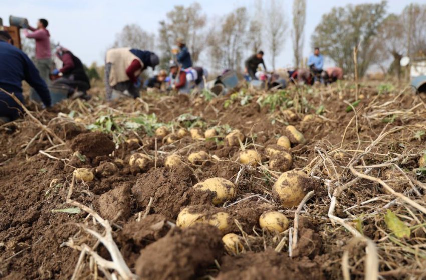  Türkiye’de sezonun son patatesleri Sivas’ta sökülüyor