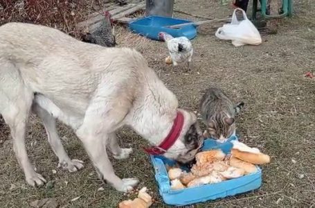 KEDİ VE KÖPEK AYNI KABDAN YEMEK YEDİ (ARŞİV) (/SİVAS-İHA)
Kedi ve köpeklerin geçmişte ortak alan ve mama paylaşımı nedeniyle daha sık kavga ettiğini belirten Doç. Dr. Abdurrahman Takcı, bireysel mama kullanımının yaygınlaşmasıyla kavgaların azaldığını ifade etti. Takcı, kedilerin ve köpeklerin normal ortamlarından uzaklaştığı için bu dostluğun oluştuğunu söyledi.