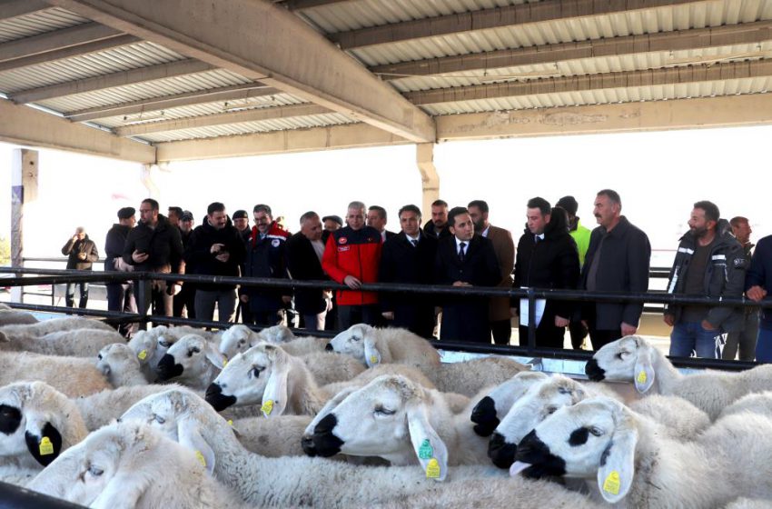  Hane başı yüzde 70’i hibe olarak 50 koyun 2 koç dağıtıldı