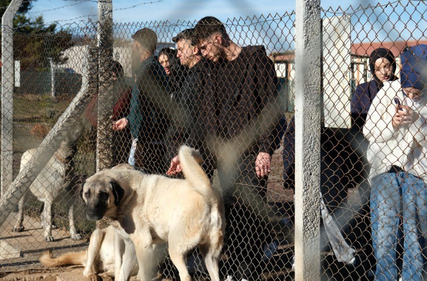  Kangal Köpeği Bilimsel Merkezinde Yoğun İlgi