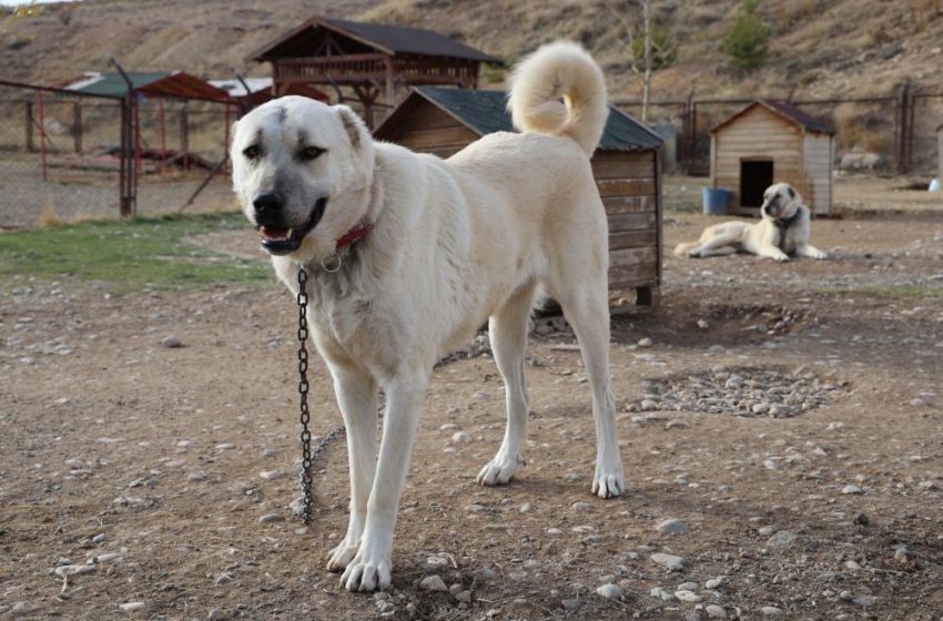  Kangallar kış modunu açtı, kar yağışını beklemeye başladı