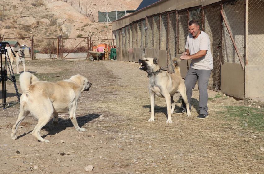 Kurtlar yerleşim yerlerine dadandı, uzmanı “Doğa insanı uyarıyor” dedi