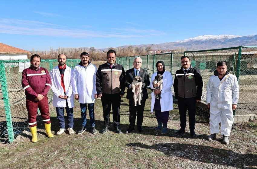  Sivas Valisi, TİGEM Çalışmalarını Yerinde Değerlendirdi