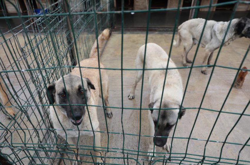  Sokak hayvanları için kapsamlı dönüşüm başladı