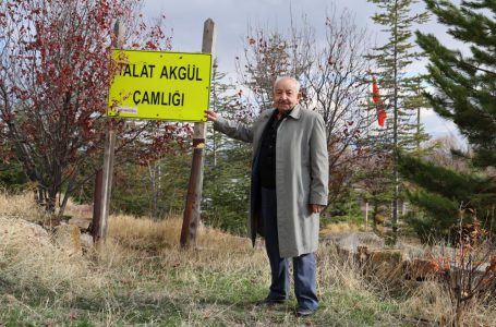 Yıllar önce gölgelenecek ağaç yoktu, şimdi ise ormanlık alana dönüştü
