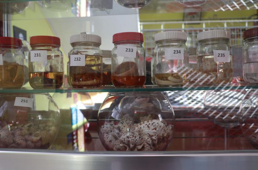  Bir yumurta ile başladığı biyoloji merakını müzeye dönüştürdü