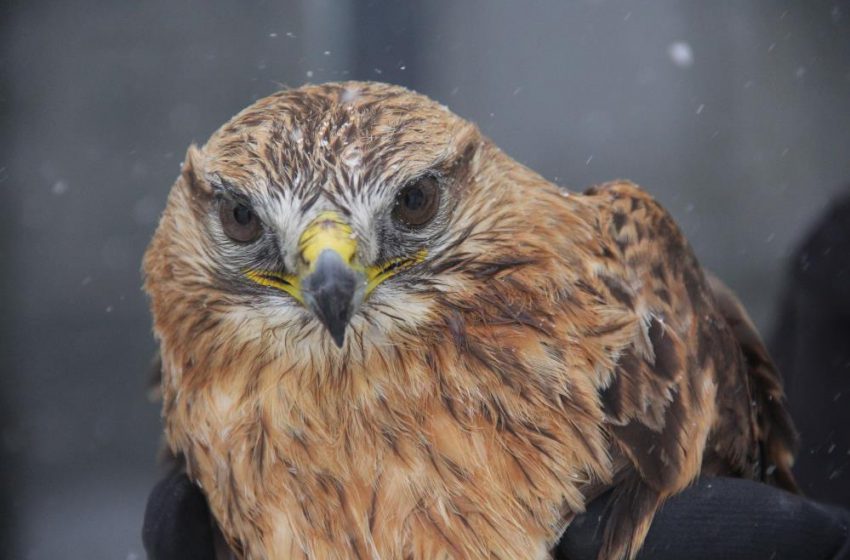  Bitkin halde bulunan Kızıl şahin koruma altına alındı