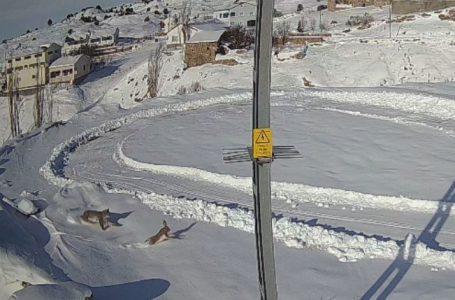 SİVAS’TA BİR KÖYDE GEZİNEN VAŞAK, YABAN TAVŞANINI AVLADI. VAŞAĞIN TAVŞANI YAKALADIĞI ANLAR, SANİYE SANİYE KAMERAYA YANSIDI. (İLAYDA KORKMAZ/SİVAS-İHA)
Sivas’ta bir köyde gezinen vaşak, yaban tavşanını avladı. O anlar saniye saniye kameraya yansıdı.