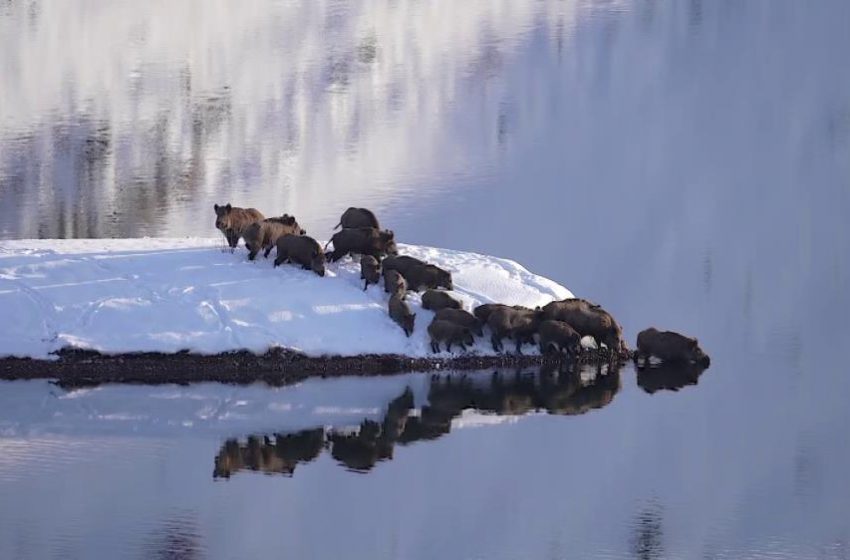  Eksi 20 derecede sürü halinde suya girdiler