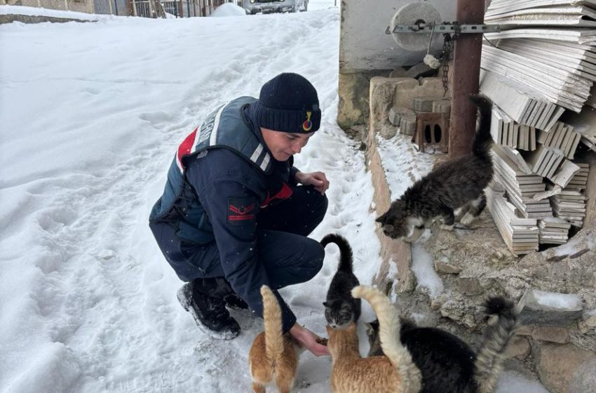 Jandarmadan Sokak Hayvanlarına Kış Desteği
