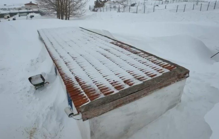  Kangallarını beslemek için yola çıktı, çiftliğe vardığında gözlerine inanamadı