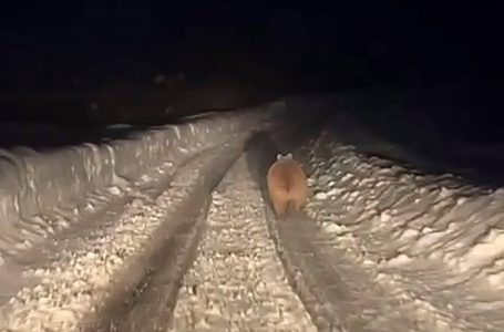 SİVAS’TA KIŞ UYKUSUNA YATMAYAN BİR AYI VATANDAŞLAR TARAFINDAN GÖRÜNTÜLENDİ (/SİVAS-İHA)
Sivas’ta kış uykusuna yatmayan bir ayı vatandaşlar tarafından görüntülendi, uyku öncesi aşırı beslenen ayının kilosu dikkat çekti.