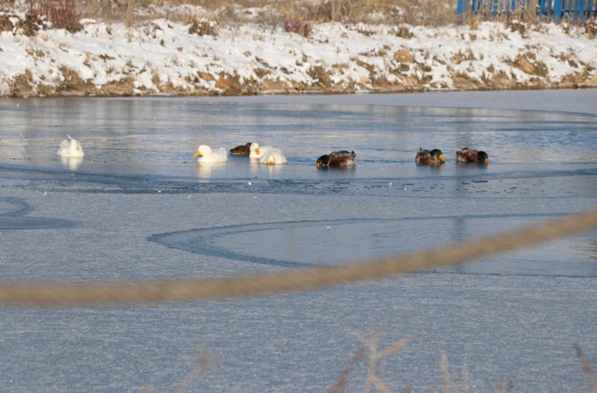  Sivas’ta soğuk hava etkisini gösterdi, ördeklerin olduğu gölet kısmen dondu